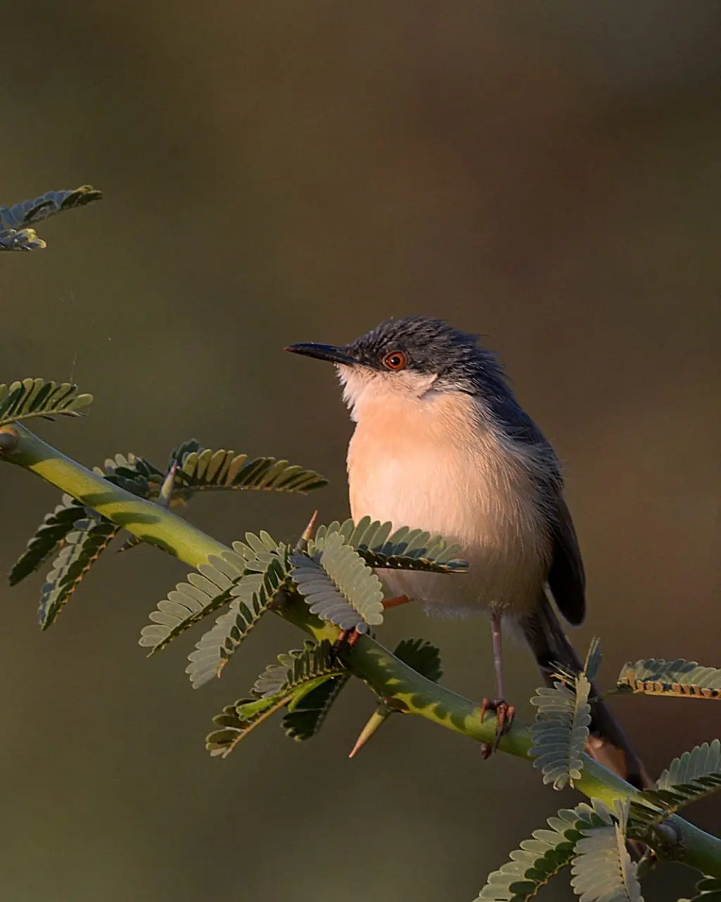 Ashy prinia on acacia branch