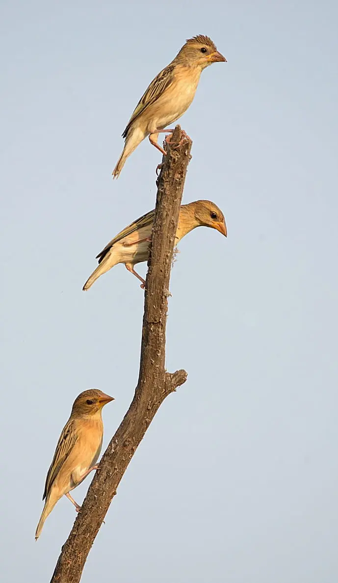 Group of baya weavers on branch