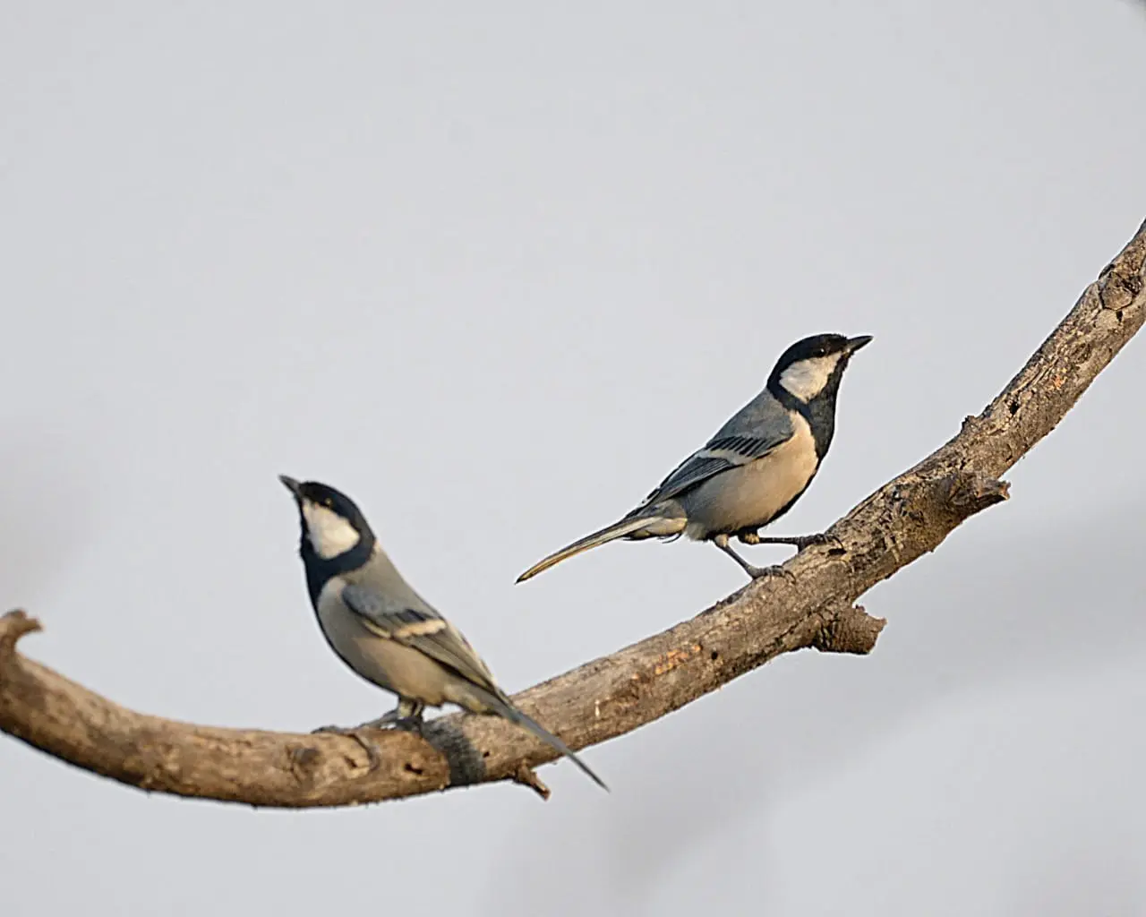 Great tit pair on branch