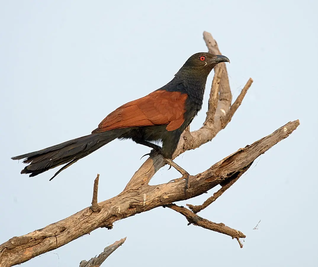 Greater coucal on branch