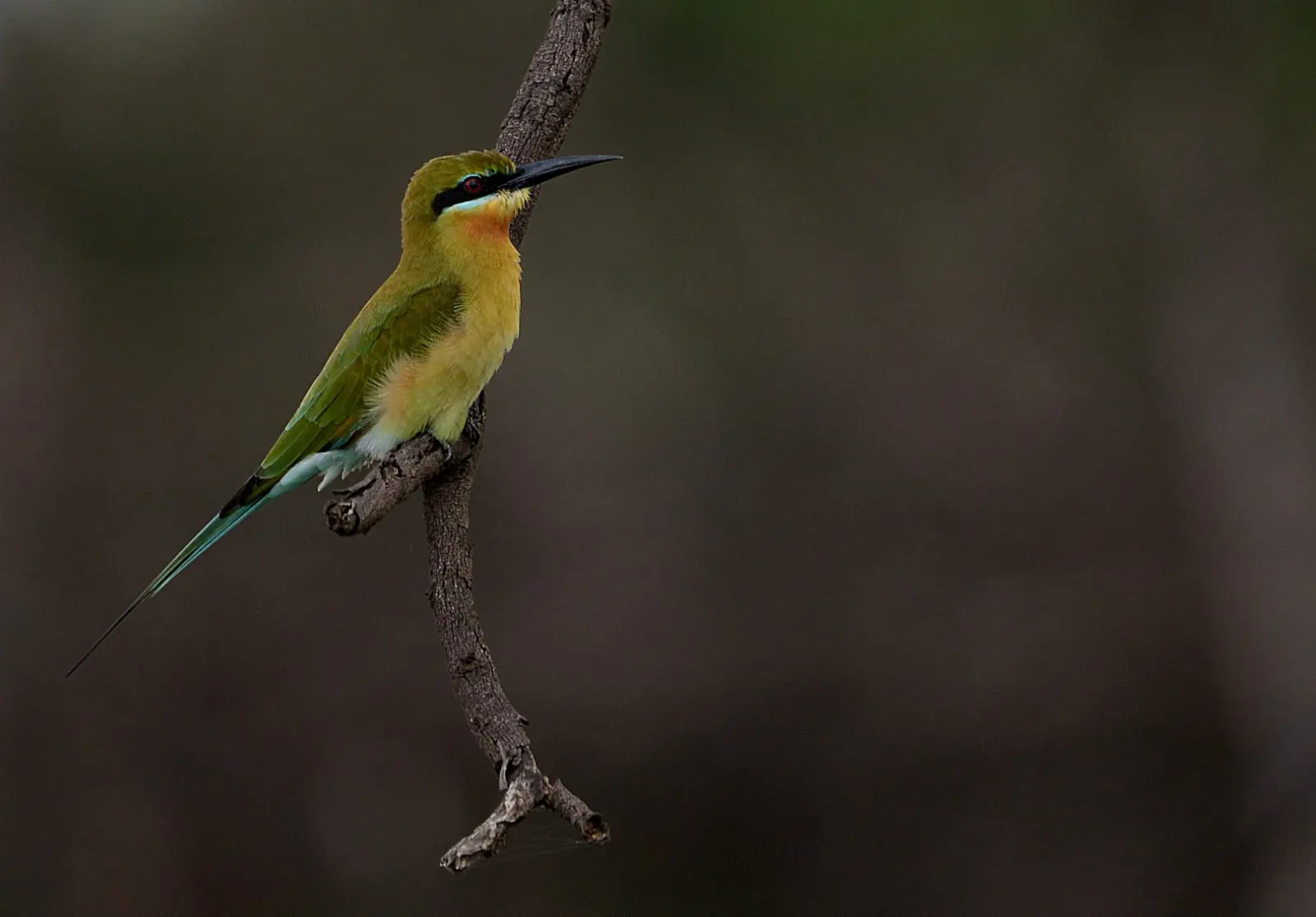 Green bee-eater perched on branch
