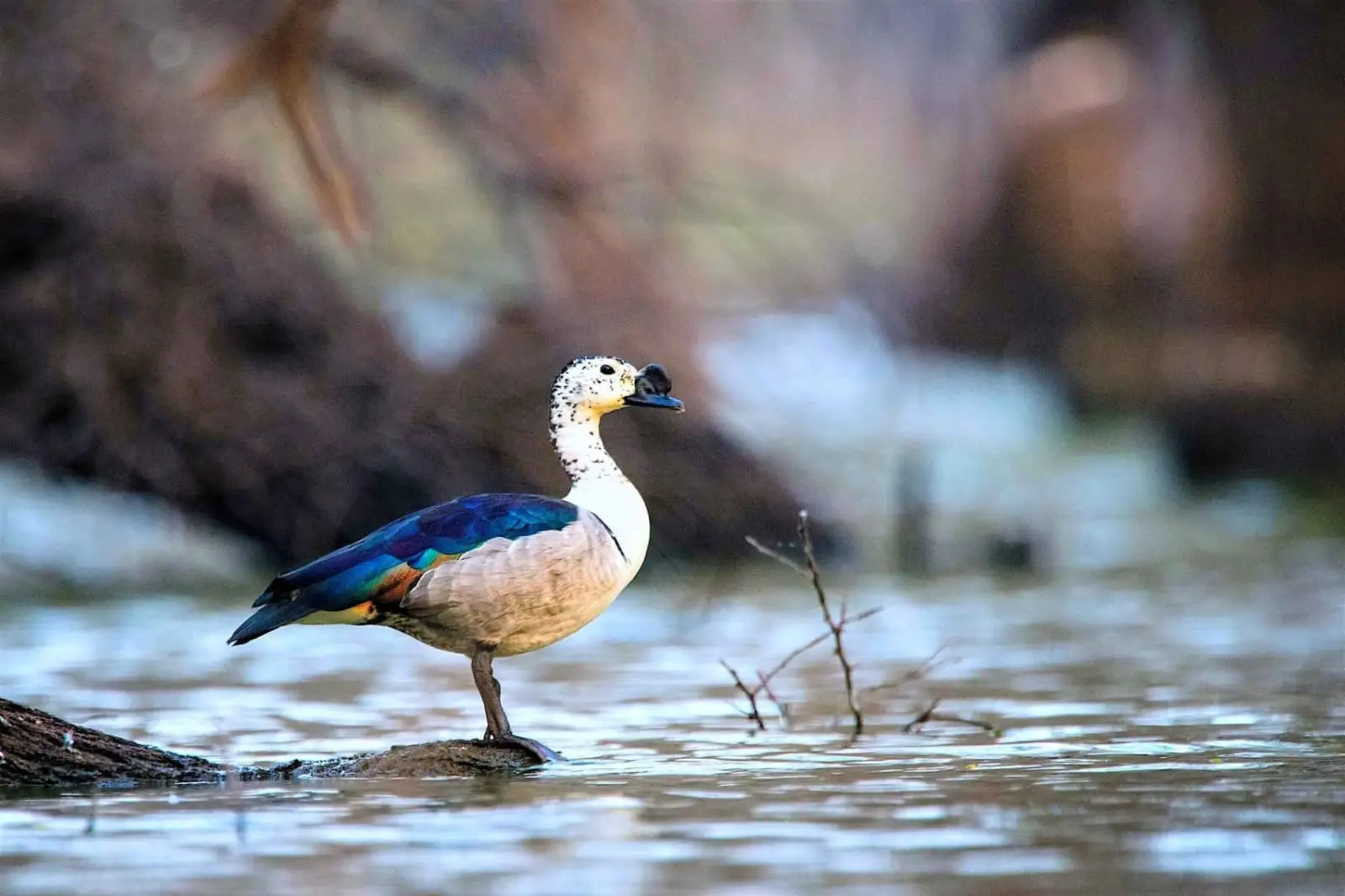 Knob-billed duck standing in water