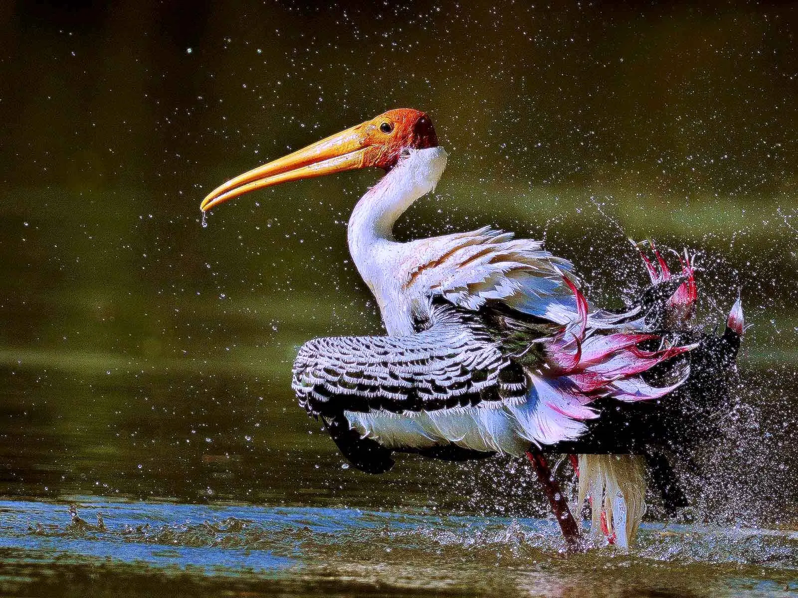 Painted storks at Ankasamudra Bird Sanctuary