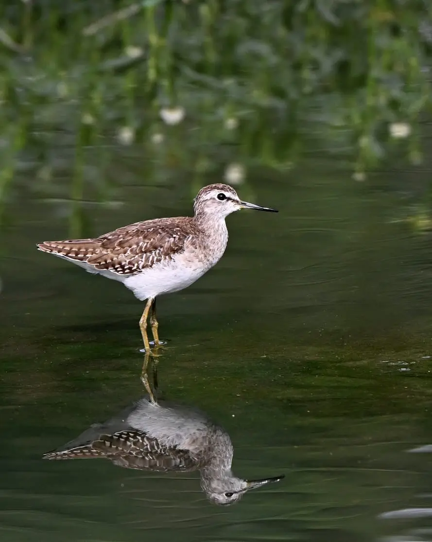 Wood sandpiper with water reflection