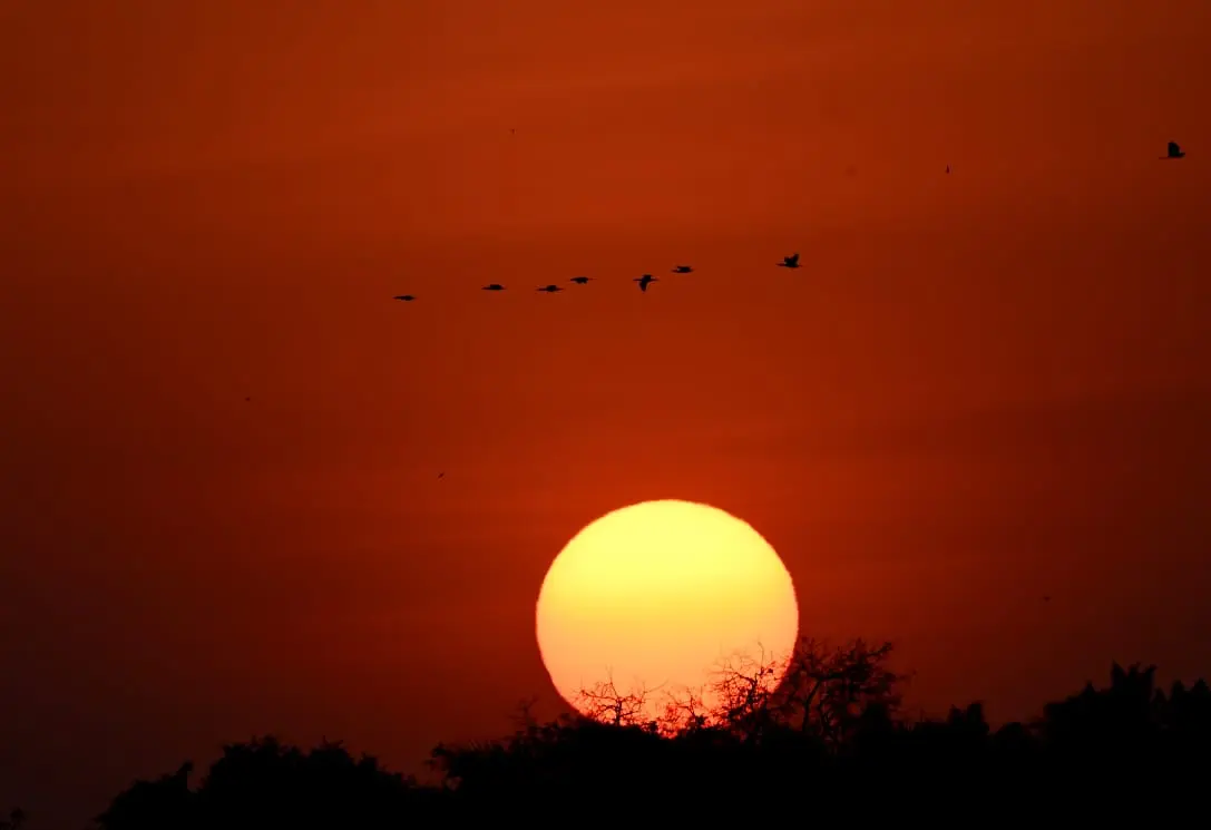 Birds in flight silhouetted against sunset sun