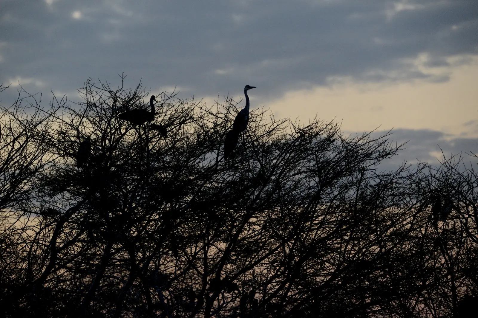 Herons silhouette at dusk