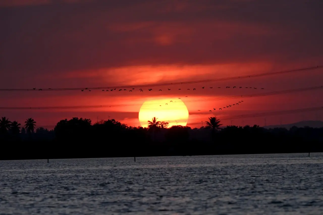 Evening Half-Day Birding Adventure